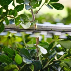 Stihl HSA 40 Akumulatorowe nożyce do żywopłotu (zestaw 2x AS 2 + AL 1) - HA080113527